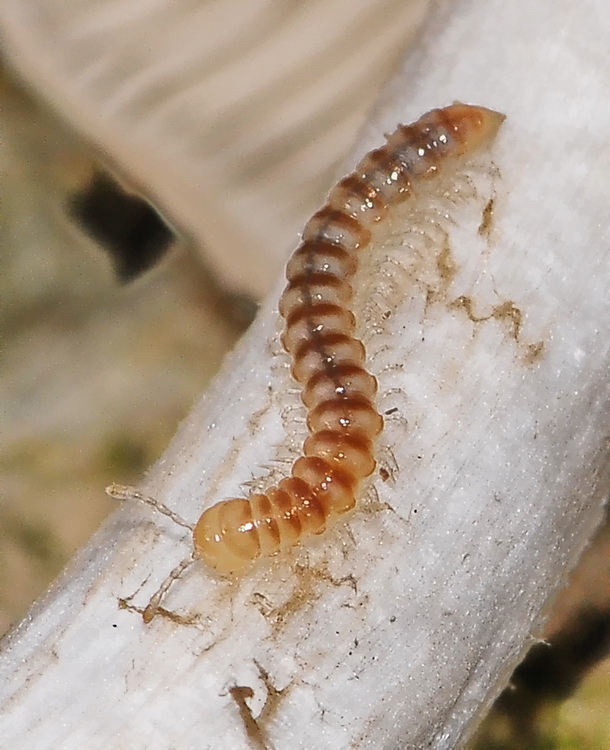 Piccola scolopendra? No. Diplopode